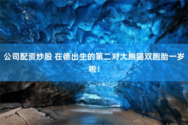 公司配资炒股 在德出生的第二对大熊猫双胞胎一岁啦！