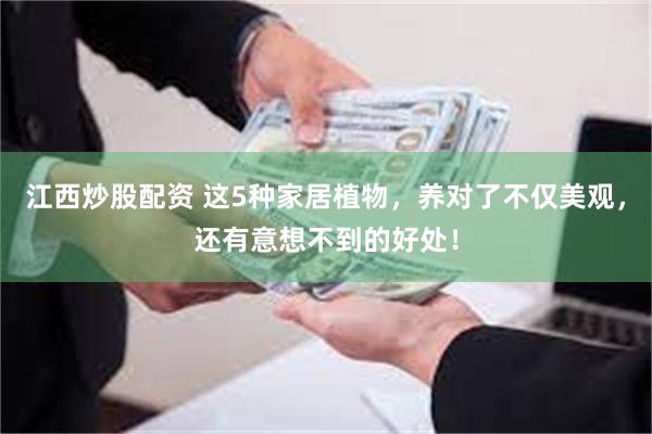 江西炒股配资 这5种家居植物，养对了不仅美观，还有意想不到的好处！