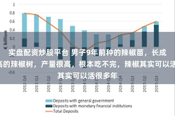 实盘配资炒股平台 男子9年前种的辣椒苗，长成近3米高的辣椒树，产量很高，根本吃不完，辣椒其实可以活很多年